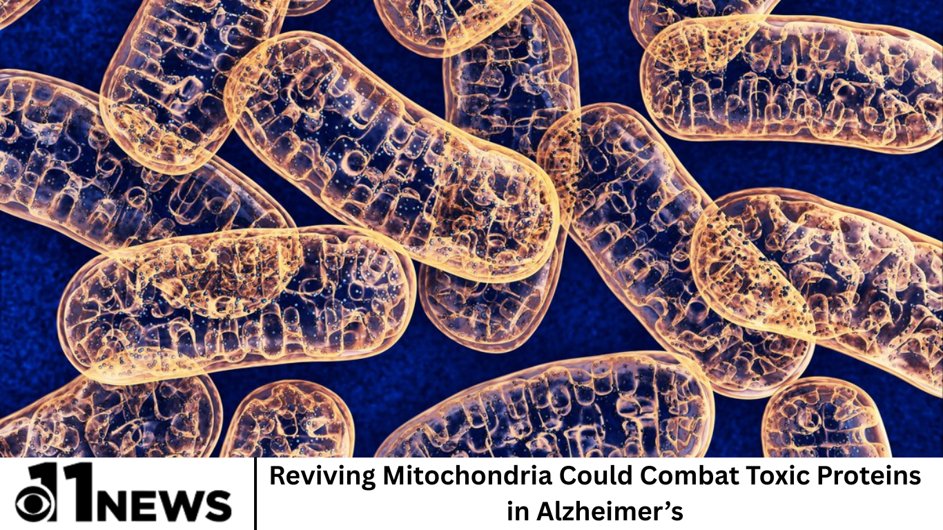 Reviving Mitochondria Could Combat Toxic Proteins in Alzheimer’s