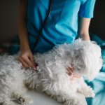 Dog being examined by a veterinarian