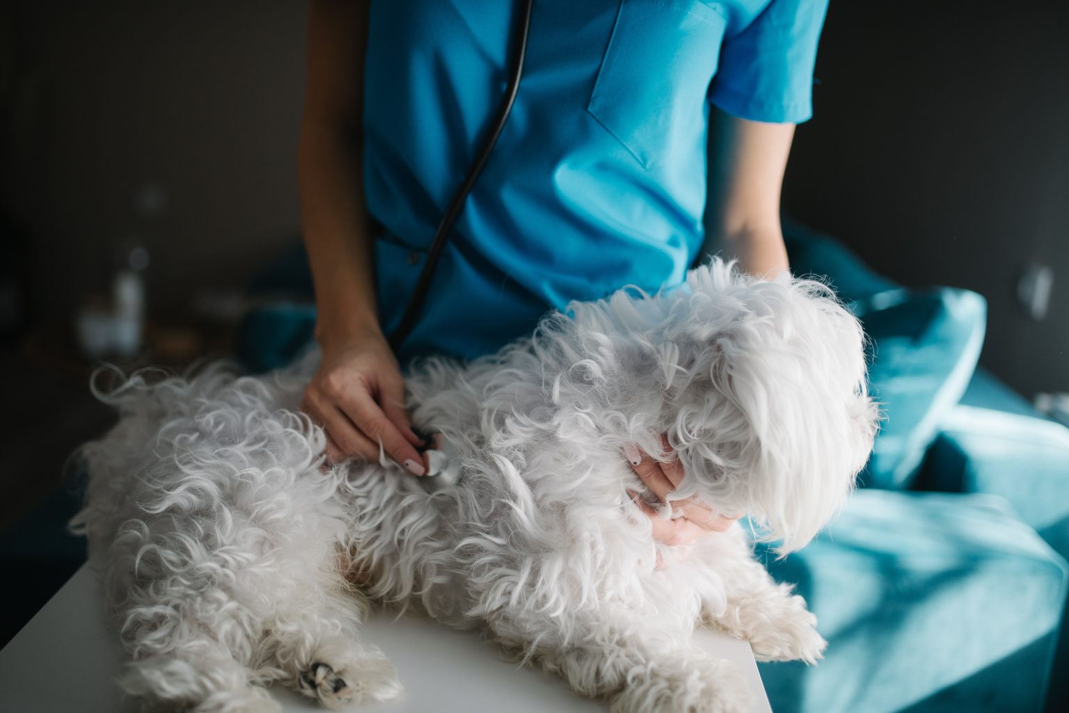 Dog being examined by a veterinarian