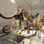 A museum gallery presents Ice Age heritage, echoing the world of the White Sands footprint makers.