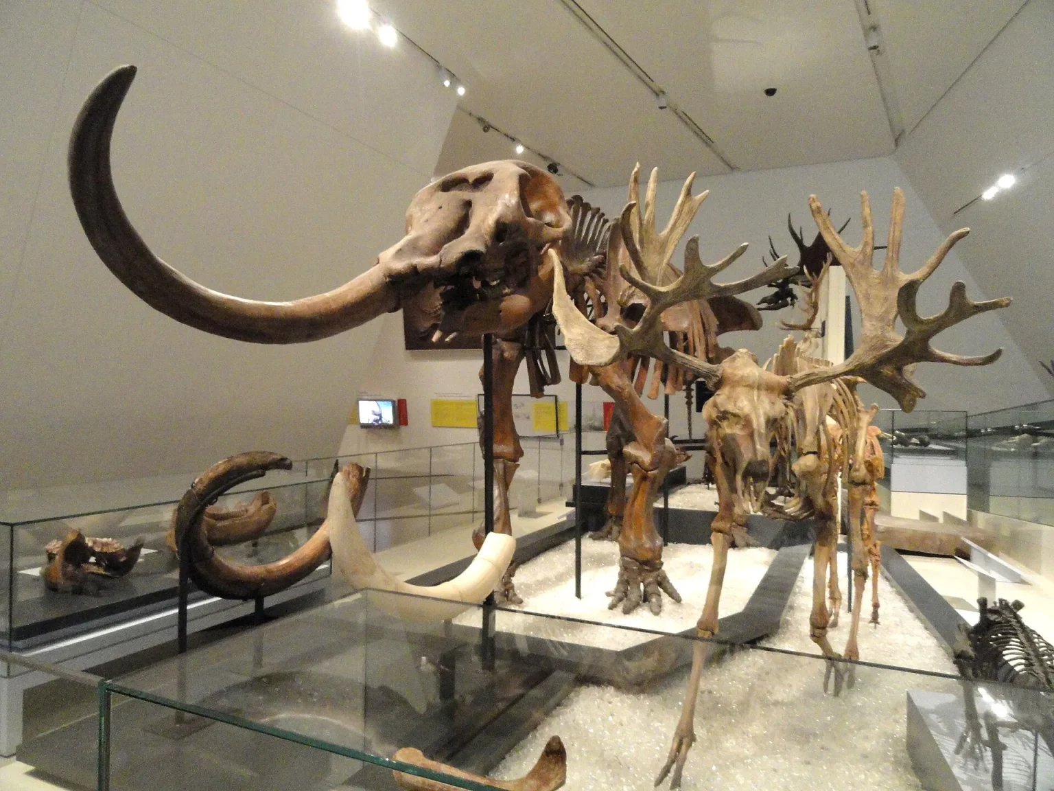 A museum gallery presents Ice Age heritage, echoing the world of the White Sands footprint makers.