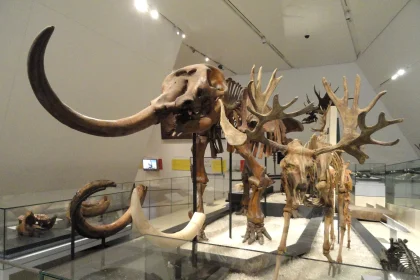 A museum gallery presents Ice Age heritage, echoing the world of the White Sands footprint makers.
