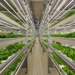 Rows of leafy greens growing under lights in an indoor vertical farm