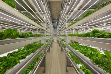 Rows of leafy greens growing under lights in an indoor vertical farm